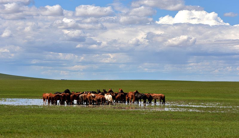 Xilingol Horse